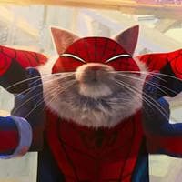 Spider-Cat тип личности MBTI image