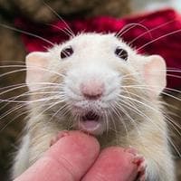 profile_Rat