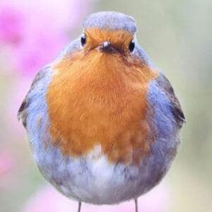 profile_Robin