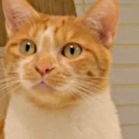 NaNa (CreamHeroes) MBTI Personality Type image