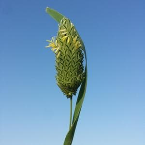 profile_February 13 (Canary Grass)