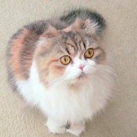 ChuChu (CreamHeroes) MBTI Personality Type image