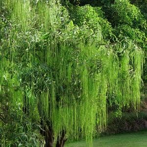 profile_March 12 (Weeping Willow)