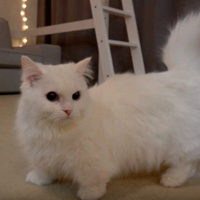 profile_LaLa (CreamHeroes)