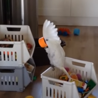 profile_Harley the Cockatoo