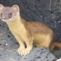 profile_Weasel