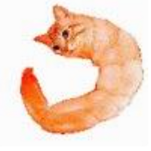 profile_临时起意死亡忏悔“虾猫”