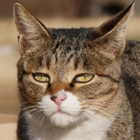 Yeonnim (haha ha) MBTI Personality Type image