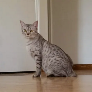profile_Desert Lynx