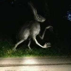 profile_Humanoid rabbit