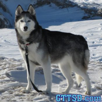 profile_Shiloh (Gone to The Snow Dogs)