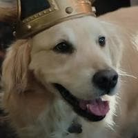 Ozzie MBTI Personality Type image