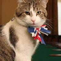 Larry (Downing Street cat) MBTI Personality Type image