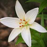 White Lily MBTI Personality Type image