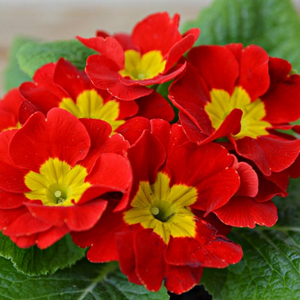 profile_February 4 (Red Primrose)