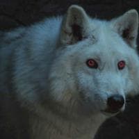 profile_Ghost