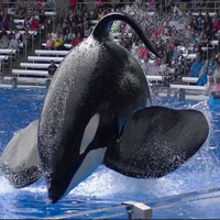 profile_Tilikum