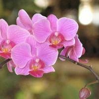 profile_Orchid