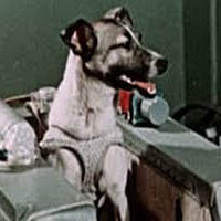 Laika MBTI Personality Type image