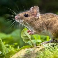 Mice MBTI Personality Type image