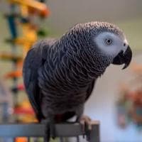 Apollo The Gray African Parrot (Apollo and Frens) MBTI Personality Type image