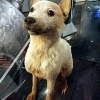 Belka MBTI Personality Type image