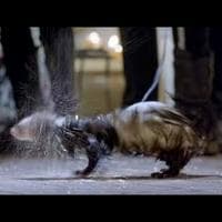 Marmot MBTI Personality Type image