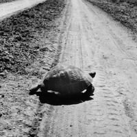 The turtle MBTI Personality Type image