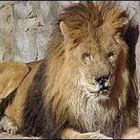 Marjan the Lion MBTI Personality Type image