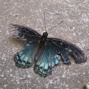 profile_Butterfly in the crosshairs (Бабочка под прицелом)