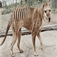 Benjamin(thylacine) MBTI Personality Type image