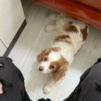 Berry 베리 (Stray Kids) MBTI Personality Type image