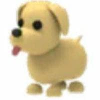 profile_Dog