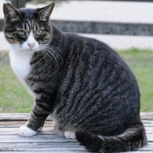 Dark Mackerel Tabby MBTI Personality Type image