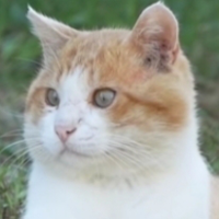 DDungdang (haha ha) MBTI Personality Type image