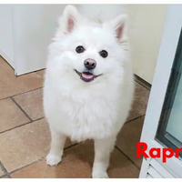 profile_Rap Mon ( BTS)