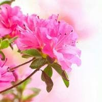 Azalea MBTI Personality Type image