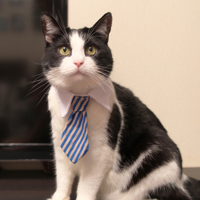 Catpusic MBTI Personality Type image