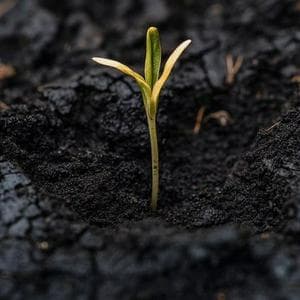 profile_Growth Mindset