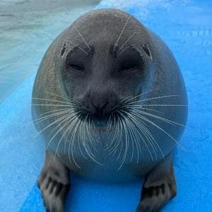 Yo-chan MBTI Personality Type image