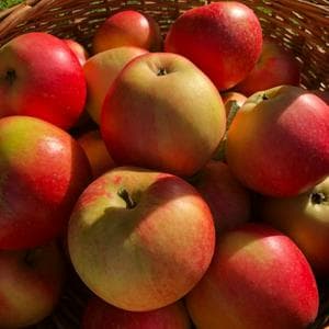 profile_Apple