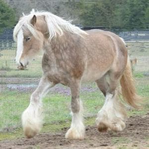 profile_Horse in the crosshairs (Лошадь под прицелом)