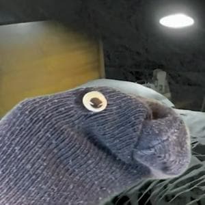 profile_Goony/ Tuney