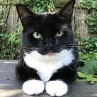 profile_Tuxedo Cat (Animal)