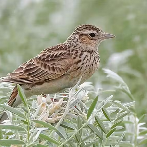 profile_When Skylarks Chirp