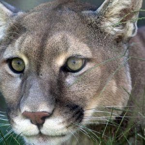 profile_Cougar