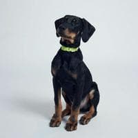 profile_LOVE (BLACKPINK)