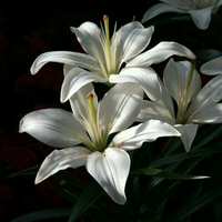 White Lily MBTI Personality Type image
