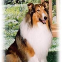 Lassie MBTI Personality Type image