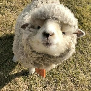 profile_Sheep in the crosshairs (Овечка под прицелом)